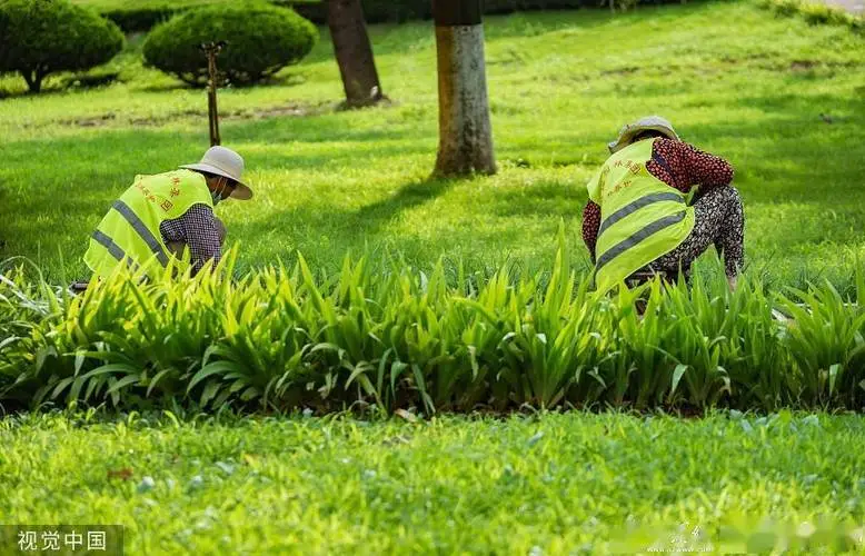 楊家寺鎮(zhèn)春季綠化工程
