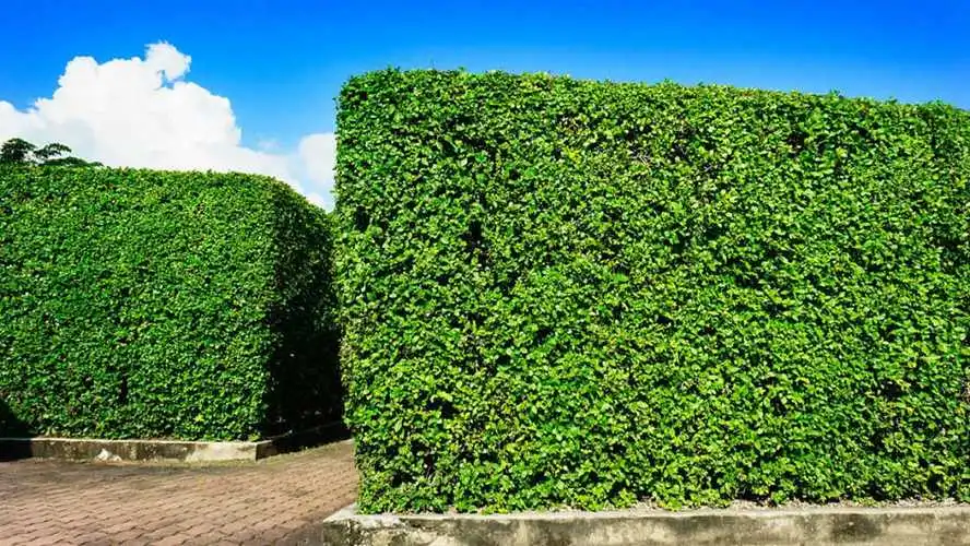 參觀園林景觀設計案例