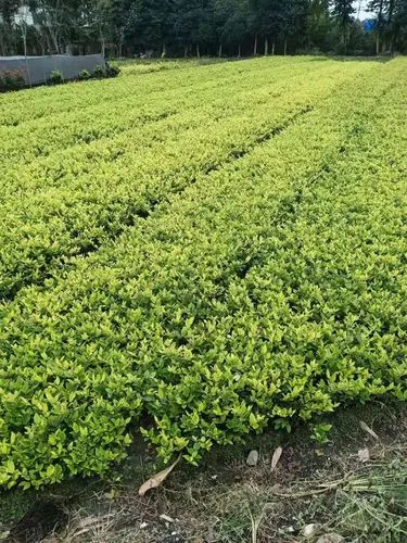 綠化工程師是什么工種類型
