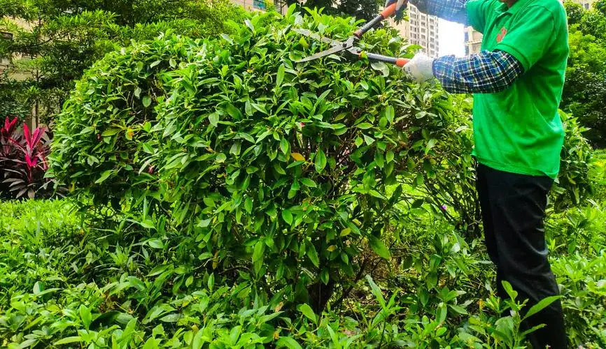 @園林綠化企業，三大片區、N個自選點位 成都邀你一起扮靚公園城市 共建“城市櫥窗”